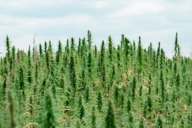 istock Agricultural industrial hemp field farm 1205552444