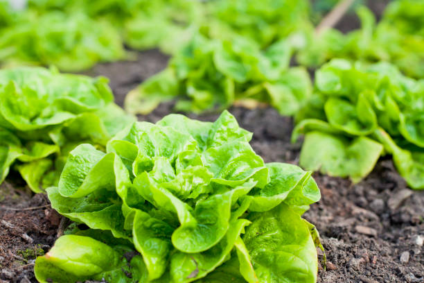 Colourful Winter vegetable garden greenhouse with winter crop -  lettuce, cabbage, beet greens and Swiss chard. Colourful Winter vegetable garden greenhouse with winter crop -  lettuce, cabbage, beet greens and Swiss chard. All year round fresh leaves for salad. lettuce stock pictures, royalty-free photos & images