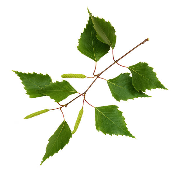 istock Twig of birch with buds 1205552601