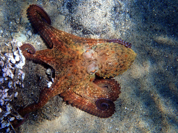 common mediterranean octopus - octopus vulgaris - day octopus imagens e fotografias de stock