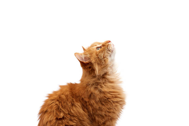 istock muzzle adult large fluffy red ginger domestic cat sits sideways on a white background 1205552766
