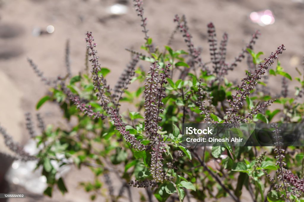 Tulsi tai Tulasi tai Pyhä basilika on pyhä kasvi, Ayurvedic Tulsi kasvi polens ja karvainen varsi, jolla on lääketieteellisiä arvoja, basilikan vihreitä kasveja - Rojaltivapaa avainsanalla Aasia ja tyyppiä Kuvapankin valokuva
