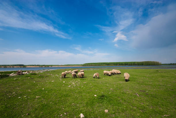 istock Flock of sheep on pasture at sunny summer day 1205554111