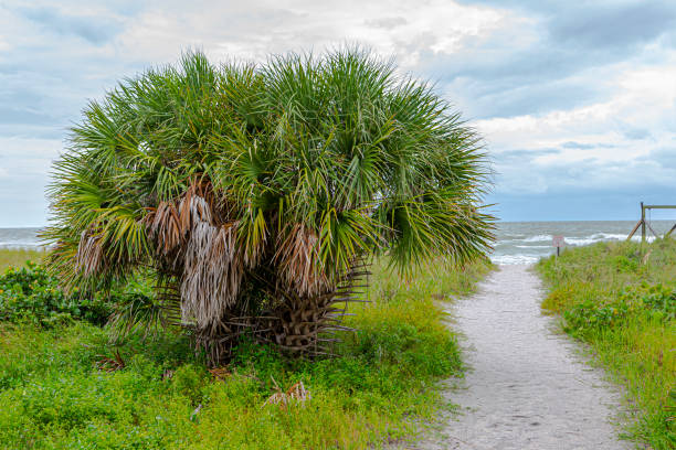 istock Honeymoon Island in Late August 1205554168