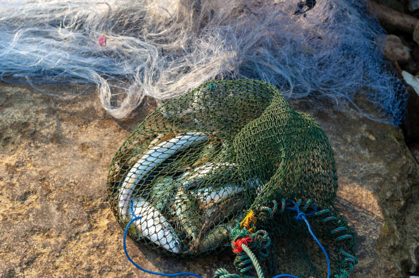 istock Fishes in Nets Sack,  Thailand Fishery 1205554713