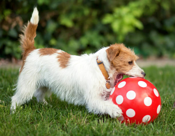 istock Playful pet dog puppy playing with a dotted red ball 1205554781