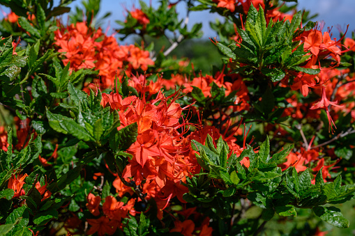 Dark Orange Flame Azalea Bloom in Summer on sunny afternoon