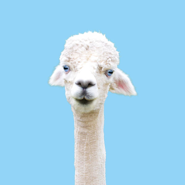 istock Blue-eyed funny alpaca isolated on blue background. 1205555991