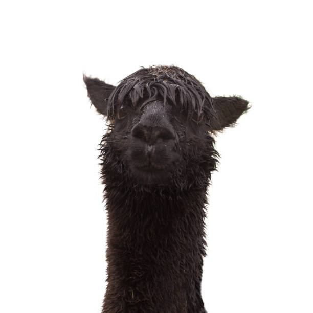 istock Black funny alpaca isolated on white background 1205555995