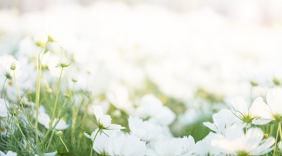 Border of white cosmos flower in cosmos field in garden with blurry background and soft sunlight for horizontal floral poster. Closeup flowers blooming on softness style in spring summer under sunrise