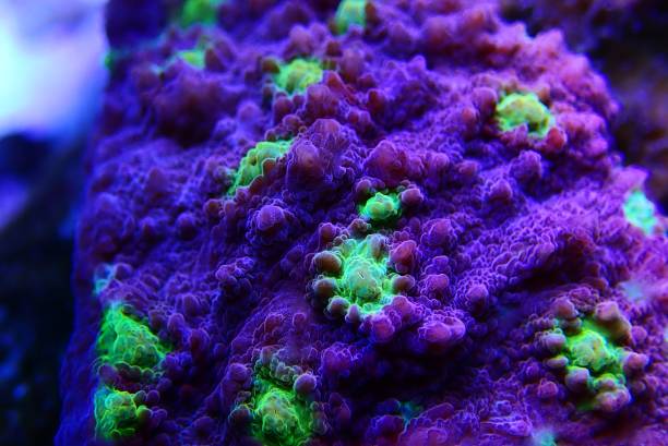 istock Hollywood Stunner Chalice stony coral in macro shot 1205557292