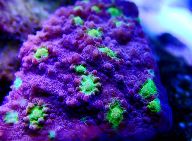 istock Hollywood Stunner Chalice stony coral in macro shot 1205557293