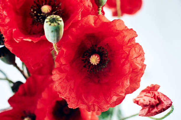istock Red poppy flowers close-up. 1205557647