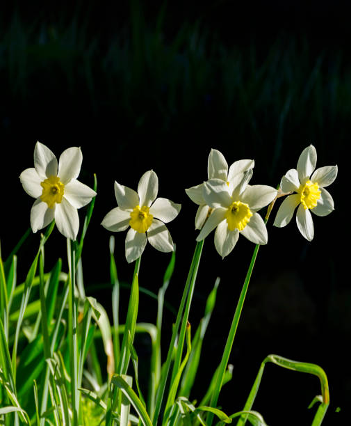 istock Spring flowers on city lawns. 1205558781
