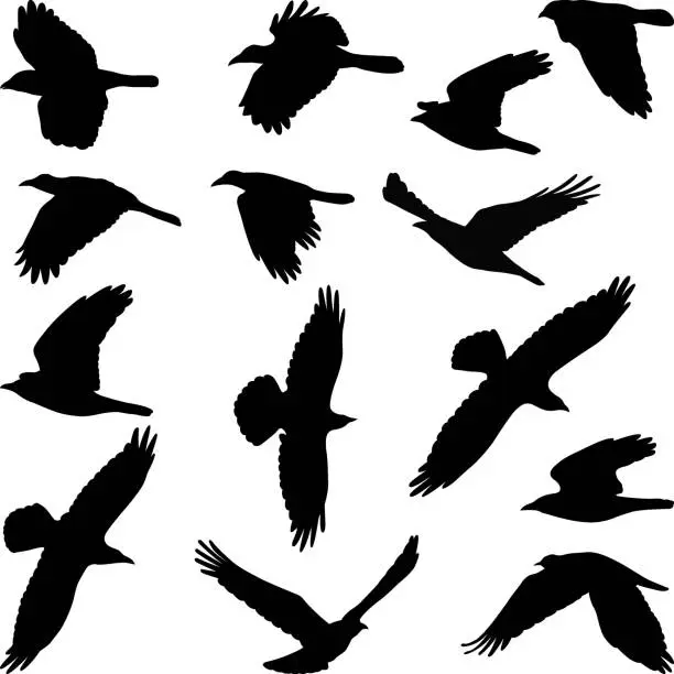 Vector illustration of birds silhouettes