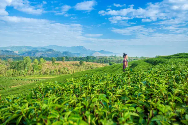 Chiang Rai Province, Thailand, Adult, Adults Only, Agricultural Field
