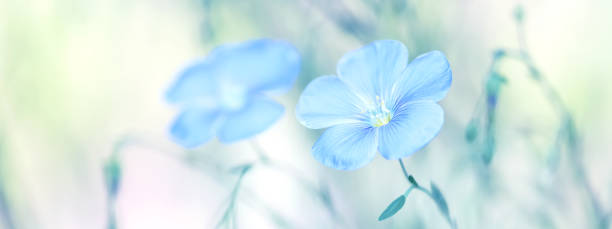 istock Blue flax flowers on a gentle pastel background, border. Spring beautiful flowers. Selective soft focus. 1205561318