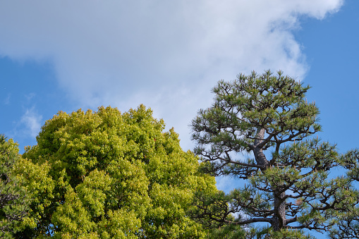 Green leaf Japanese maple trees and japanese black pine trees with beautiful blue sky background