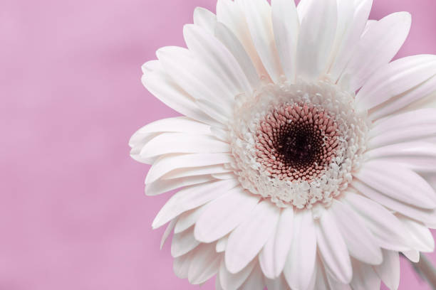 istock Gerbera natural flower with white petals on pink background with copy space for your text. Floral design Greeting card with nature plant. Selective focus. 1205561952