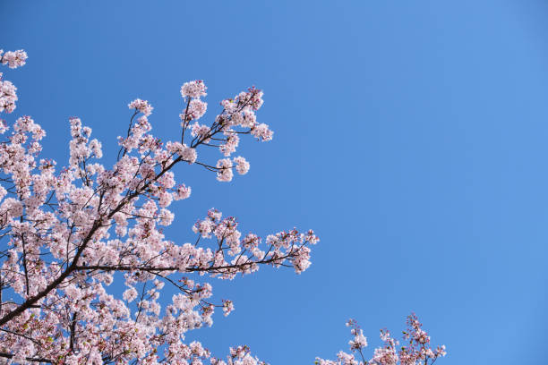 istock Cherry blossom or sakura is blooming on the trees in light pink color with clear blue sky background 1205561966