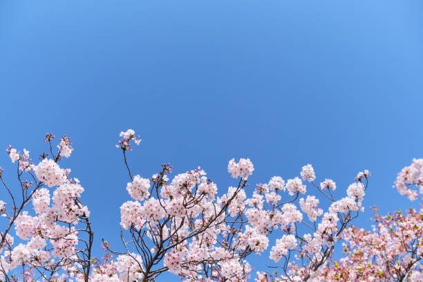 istock Cherry blossom or sakura is blooming on the trees in light pink color with clear blue sky background 1205562014