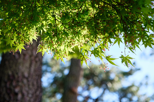 Beautiful green leaves of japanese maple trees that are exposed to sunlight in the spring