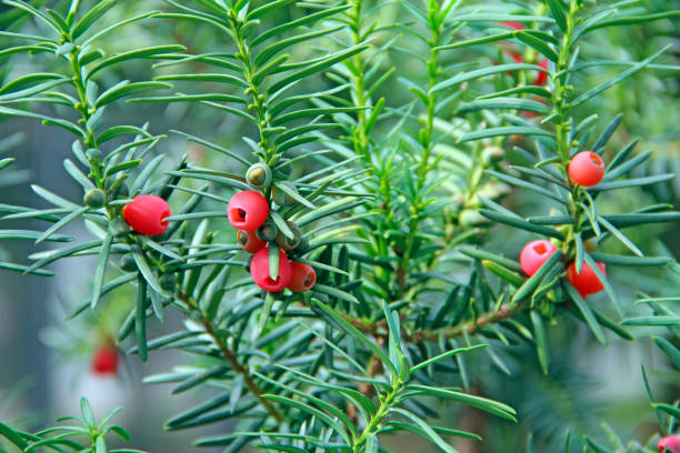 istock Fruits of Taxus baccata between green branches 1205562294