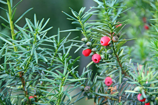 istock Fruits of Taxus baccata between green branches 1205562555