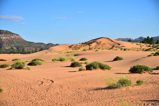 istock Coral Pink Sand Dunes State Park 1205562697