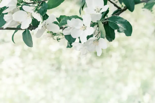 Apple blossom on spring tree. White flowers and fresh green leaves on branch in nature. Natural environment background with copy space. Soft focus.