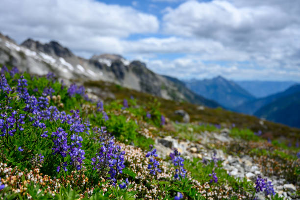 lupine bloom em tarde pacífica - montana mountain lupine meadow - fotografias e filmes do acervo