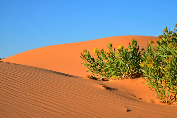 istock Yellow Flowers at Coral Pink Sand Dunes State Park 1205563247