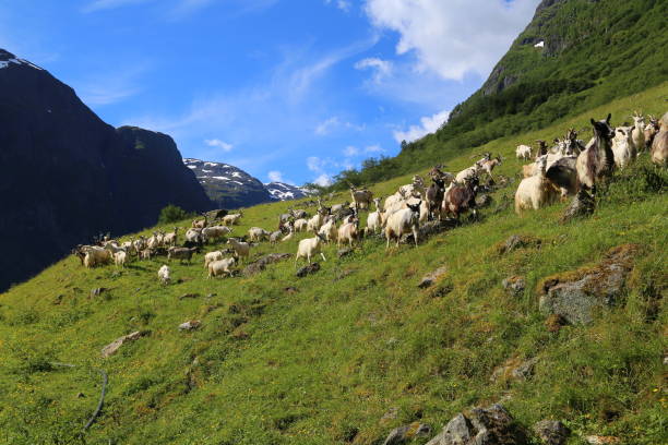istock Goat on the Fjord mountain 1205563922