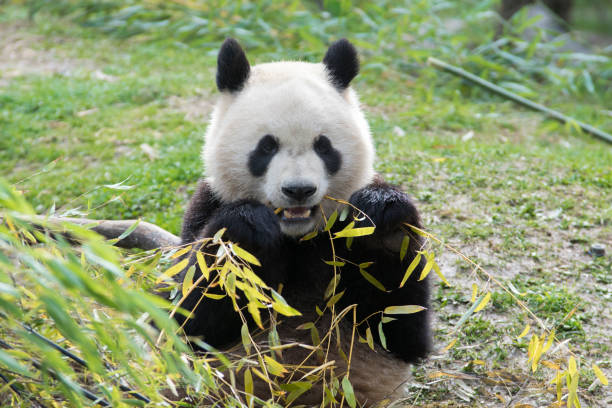 istock Beautiful and cute panda bear eating bamboo 1205564190