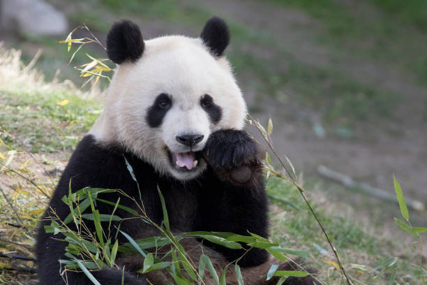 istock Beautiful and cute panda bear eating bamboo 1205564191