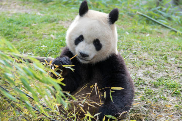 istock Beautiful and cute panda bear eating bamboo 1205564200
