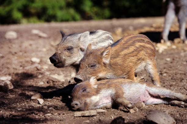 istock Wild boar in forest. Summer day. Wild animals 1205564411