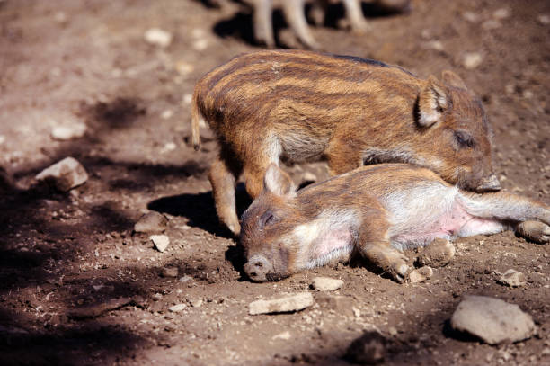 istock Wild boar in forest. Summer day. Wild animals 1205564418