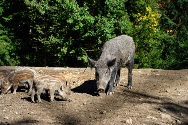 istock Wild boar in forest. Summer day. Wild animals 1205564432