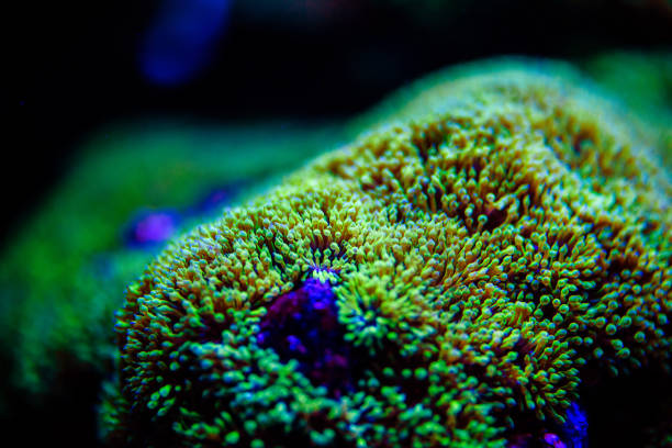 istock Wonderful and beautiful underwater world with corals and tropical fish. 1205564537