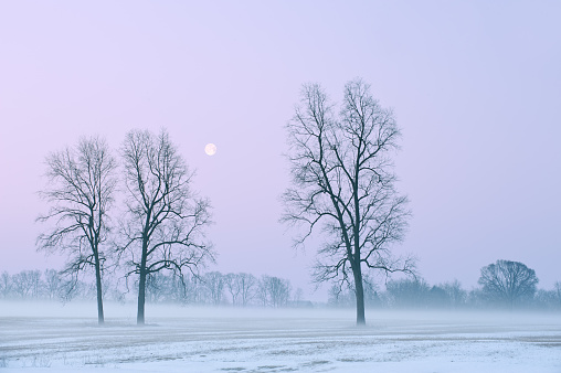 Winter landscape of bare trees and full moon at dawn in a rural setting, Michigan, USA
