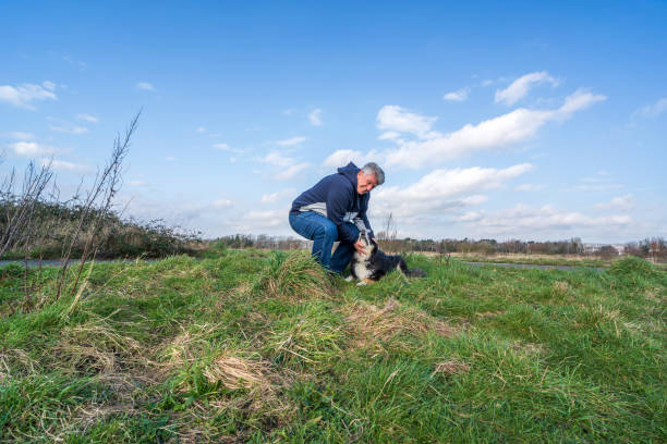 istock Man walking on grassland petting border collie 1205565460