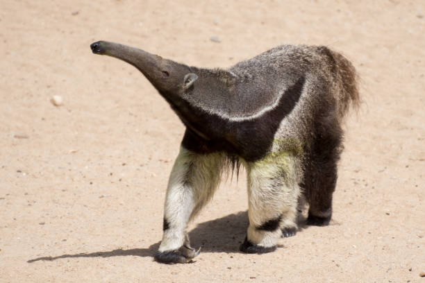 Beautiful giant anteater walking in the day Beautiful giant anteater walking in the day Giant Anteater stock pictures, royalty-free photos & images