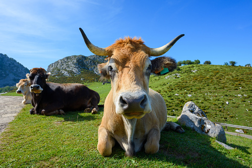 Happy asturian mountain cattle relaxing on green grass at sunny day. Beef cattle breed of north of Spain.