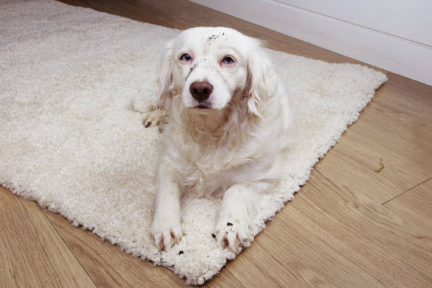istock guilty dirty muddy dog lying down over a white carpet. Disobey concept 1205566687