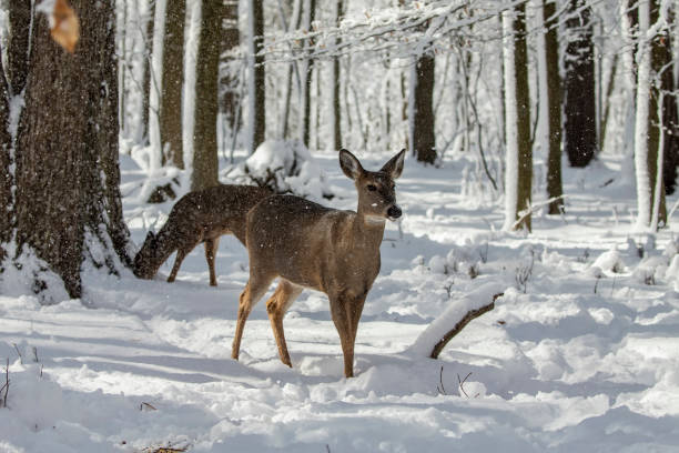istock Deer. White-tailed deer on snow .  Hind and older fawn. 1205566729