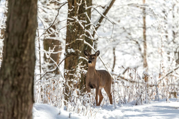 istock Deer. White-tailed deer on snow .  Hind and older fawn. 1205566740