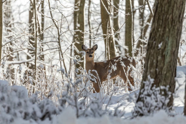 istock Deer. White-tailed deer on snow .  Hind and older fawn. 1205566746