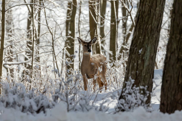 istock Deer. White-tailed deer on snow .  Hind and older fawn. 1205566817