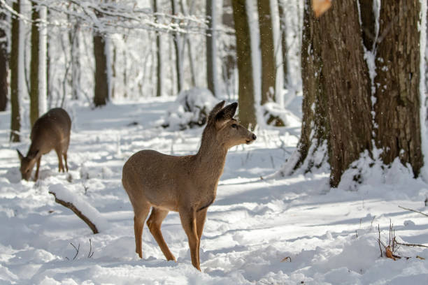 istock Deer. White-tailed deer on snow .  Hind and older fawn. 1205566969